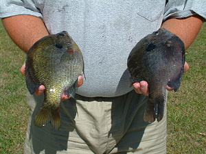 Shane Stuart with two 2 lb bream