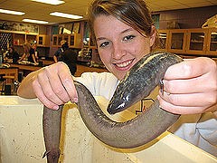 Anna Davenport with 3-toed amphiuma in Dr. Wilson's biology lab at Judson College