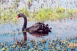 A Black Swan that landed on Donavan Lake in April of 05.