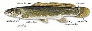 Bowfin morphology