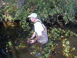 Manager Wilson collecting bryozoans for labs at Judson College