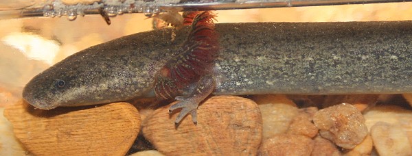 Eastern Lesser Siren from Donavan Lake