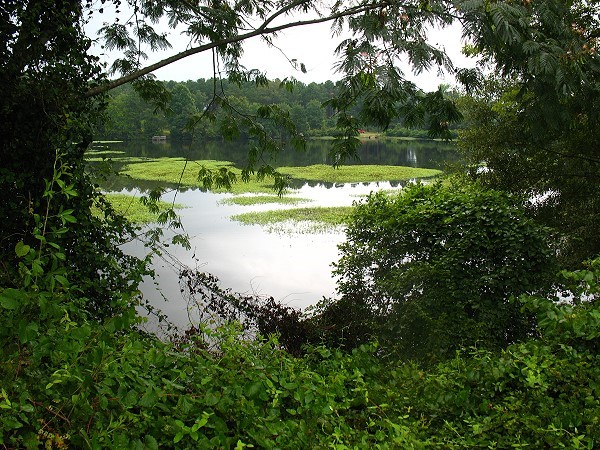 View of casting lanes on Lake Gayle, July 2014