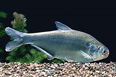 Gizzard Shad