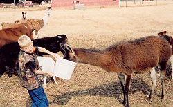 Hudson Wilson feeding llama