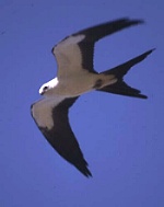 Swallow-tailed kite
