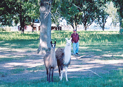 llamas and Earl Washburn