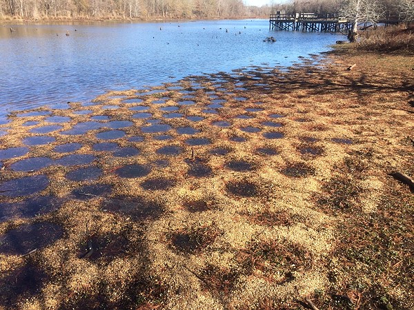 Snag bream beds... low water of 2016