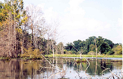 Timber on Snag Lake, 2003