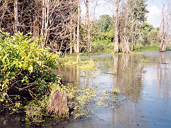 Swamp Lake