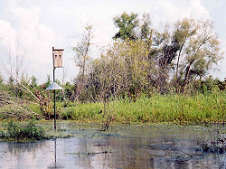 Wood Duck nesting box on Swamp Lake