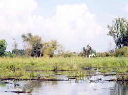Swamp Lake