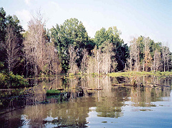 Swamp Lake