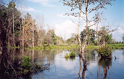 Swamp Lake July 2003