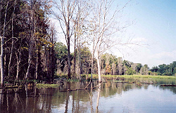 Swamp Lake 2003