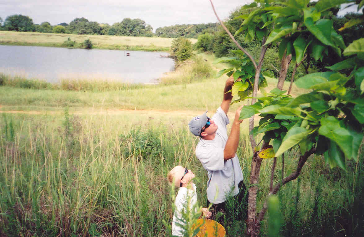 Chad and Hudson Wilson pick catalpa worms from one of many trees planted at Bar-D Fishing Club